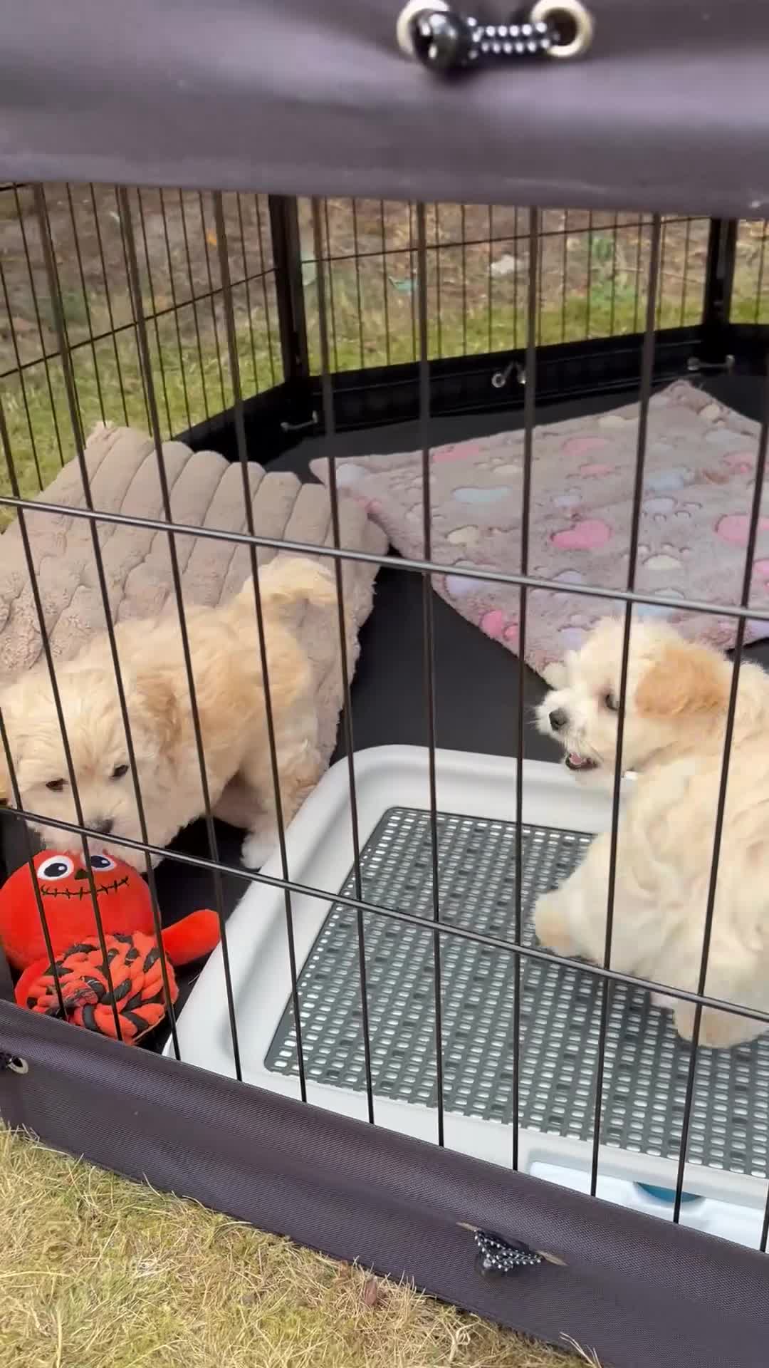 Maltipoo honden te koop: Schattige Maltipoo pups F1 (1x reutje & 1x teefje) - Video 1