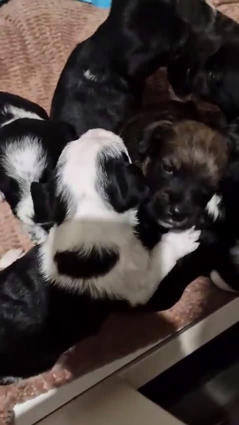 Kruising honden te koop: Eenmalig  engelse staff en lagotto romagnolo mix  - Video 1