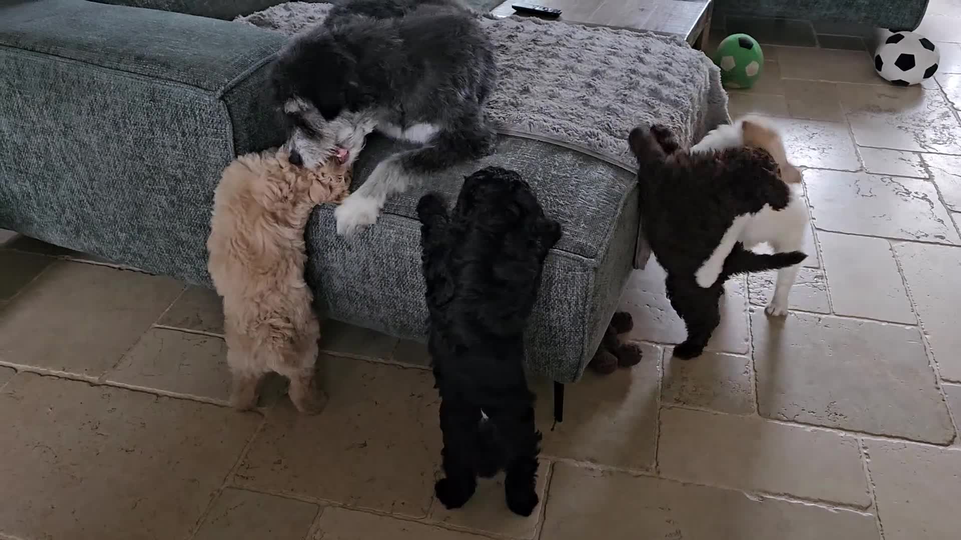 Kruising honden te koop: Wit medium doodle teefje!! - Video 1