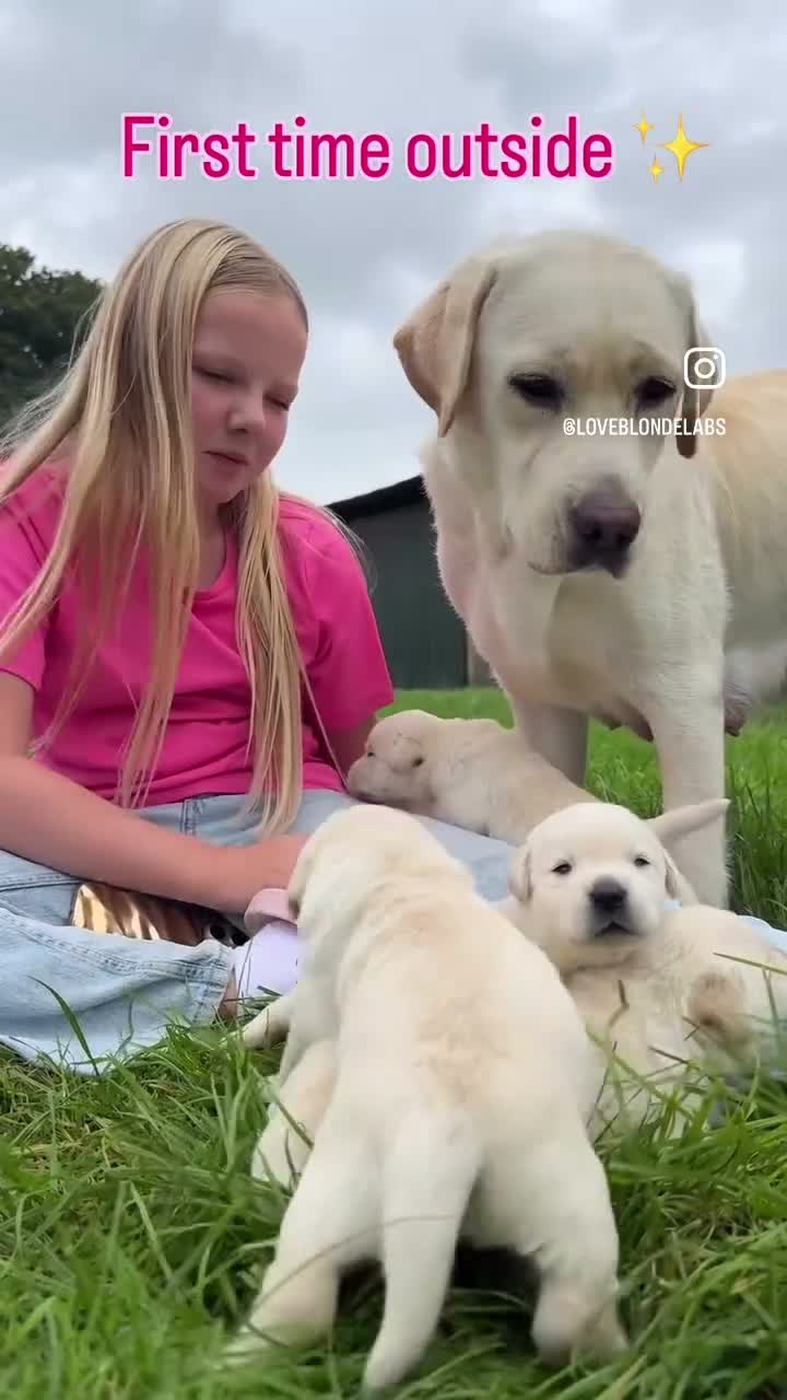 Labrador Retriever honden te koop: Raszuivere Labrador pups blond | Vader is kampioen in Twijzel - Video 2