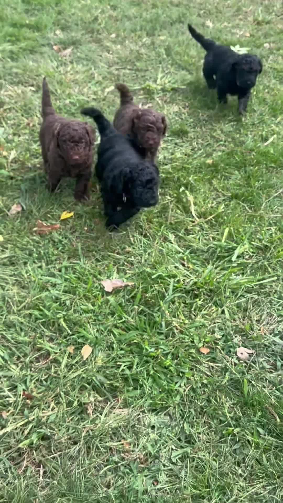 Australian Labradoodle honden te koop: Australian labradoodle puppy’s  - Video 2