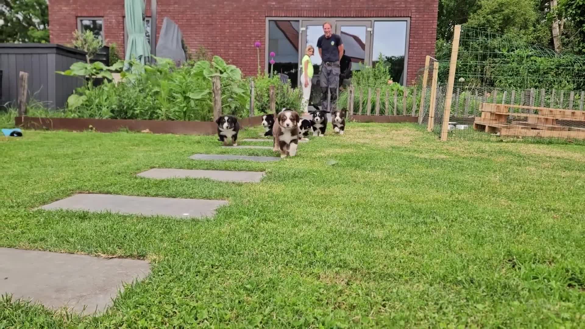 Australian Shepherd honden te koop: Prachtige mini Australian shepherd pups  - Video 2