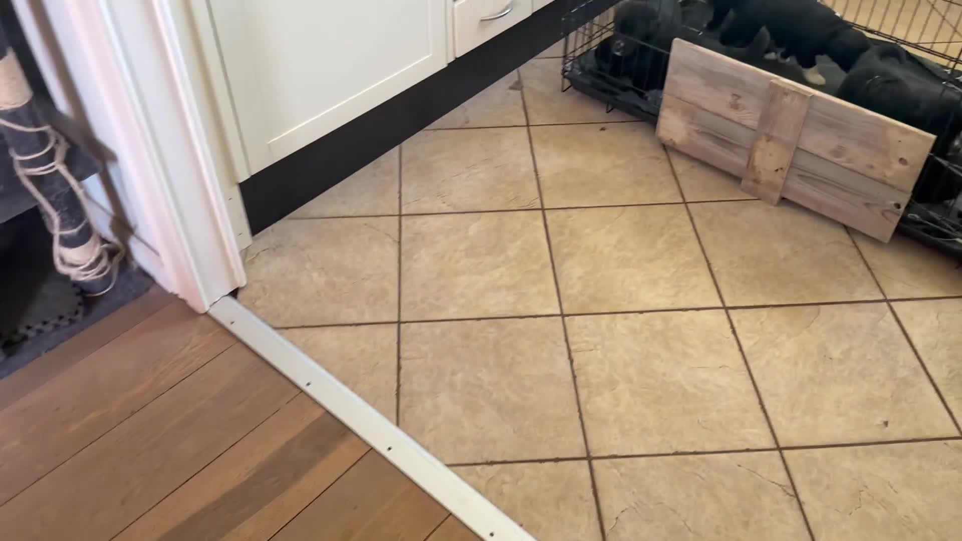Kruising honden te koop: 🐾 Vier Prachtige Australische Retriever Teefjes - Video 2
