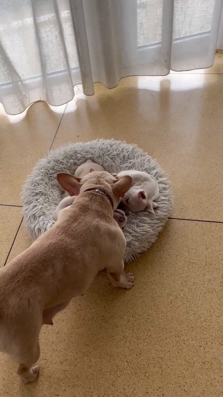 Franse Bulldog honden te koop: 🐶 Prachtige Franse Bulldog pups te koop in Breda - Video 4