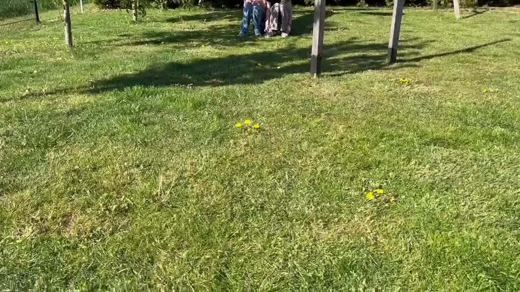 Kruising honden te koop: Kruising Labrador met Golden retriever - Video 1