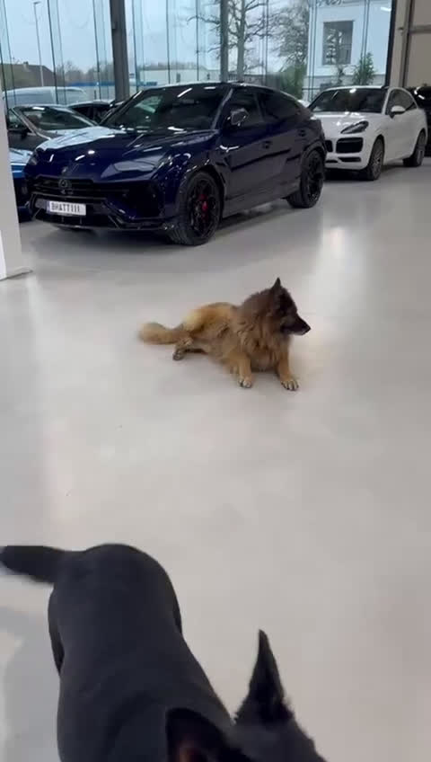 Duitse Herder honden te koop: Herder pup 16 weken (21-9-2025) - Video 1