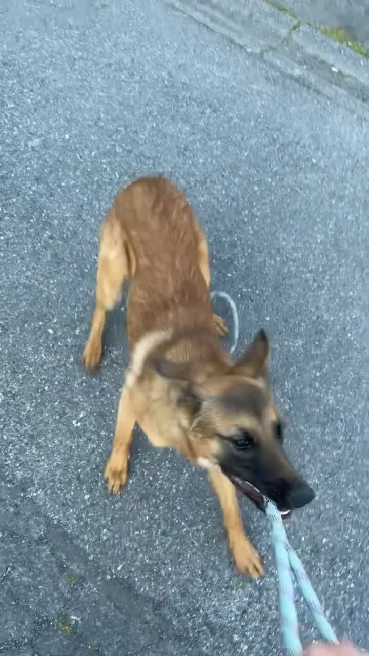 Mechelse Herder honden te koop: Mechelse herder +-6 maanden  in Ritthem - Video 2