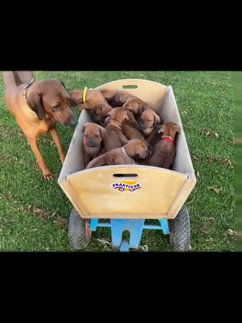 Rhodesian Ridgeback honden te koop: Rhodesian Ridgeback pups met stamboom - Video 1