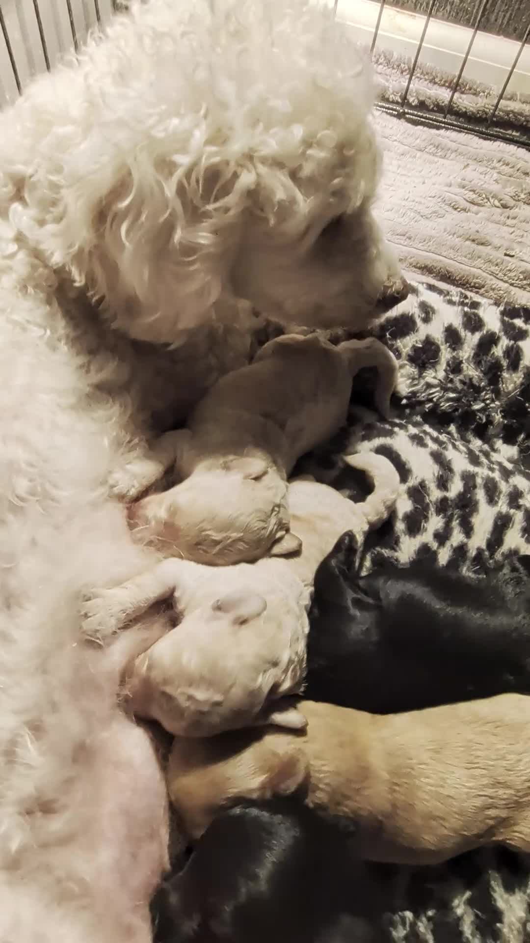 Labradoodle honden te koop: Toy Poedel 🐕 Doodle Mini 🐕 OudersGetest ! - Video 3