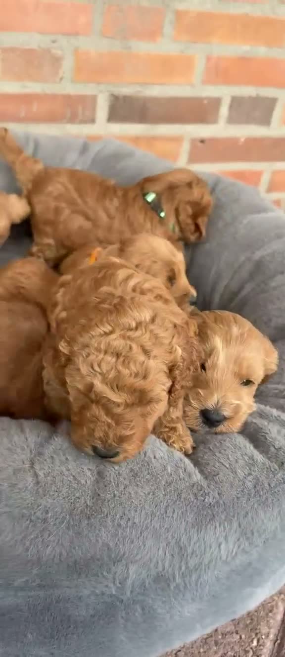 Labradoodle honden te koop: Labradoodle pups  - Video 1