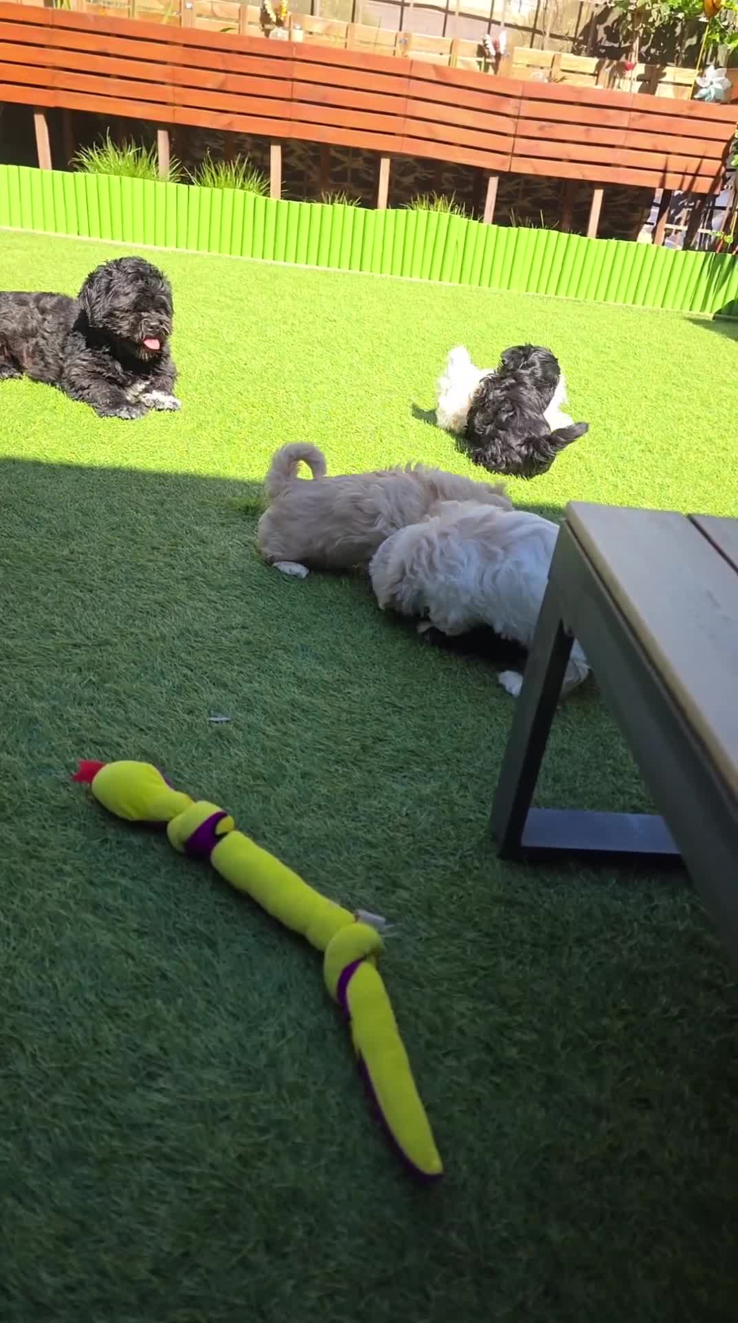 Lhasa Apso honden te koop: Lhasa Apso pups in Helmond - Video 1