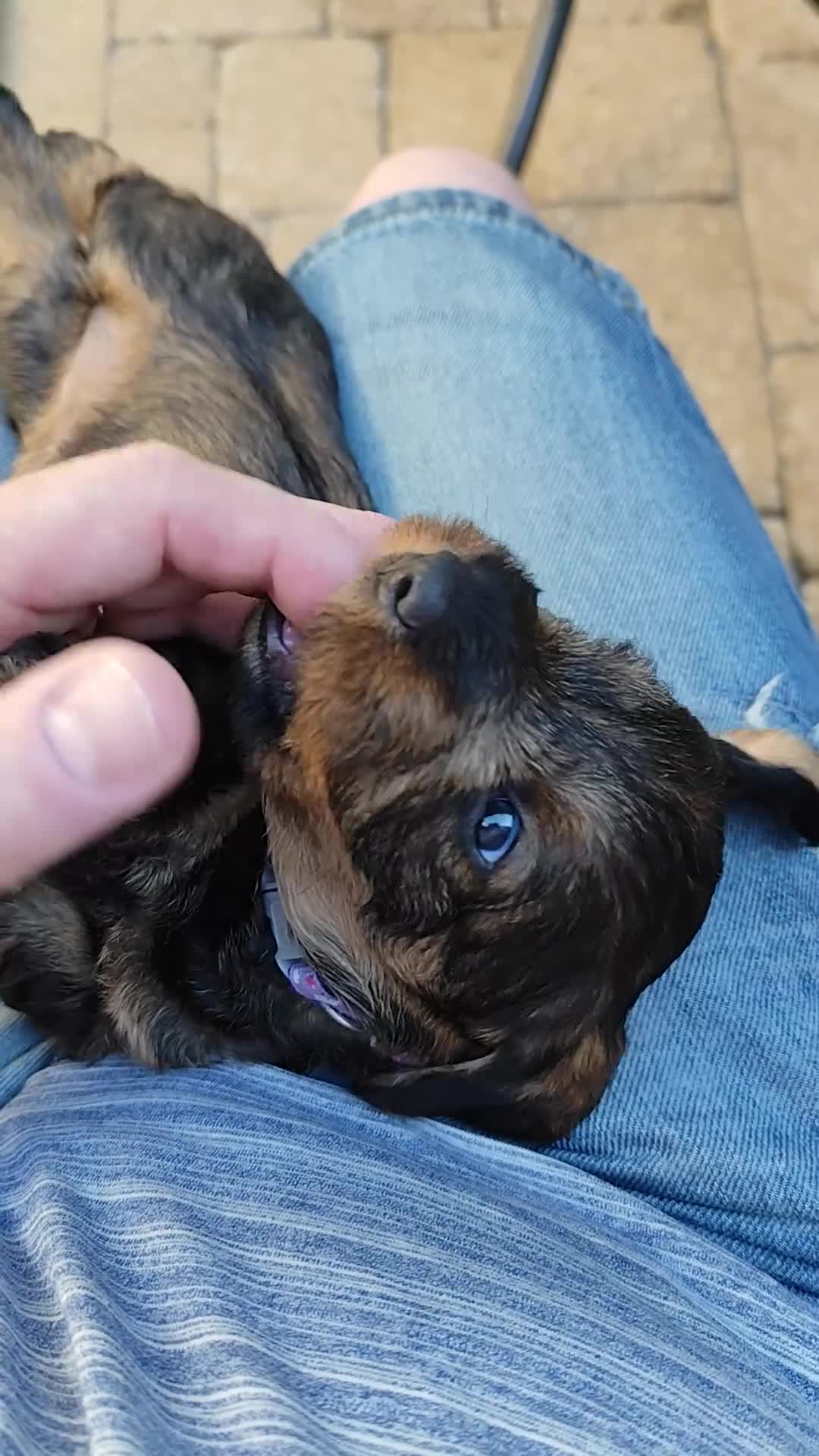 Ruwhaar Teckel honden te koop: Ruwharige teckel pup (standaard) - Video 4