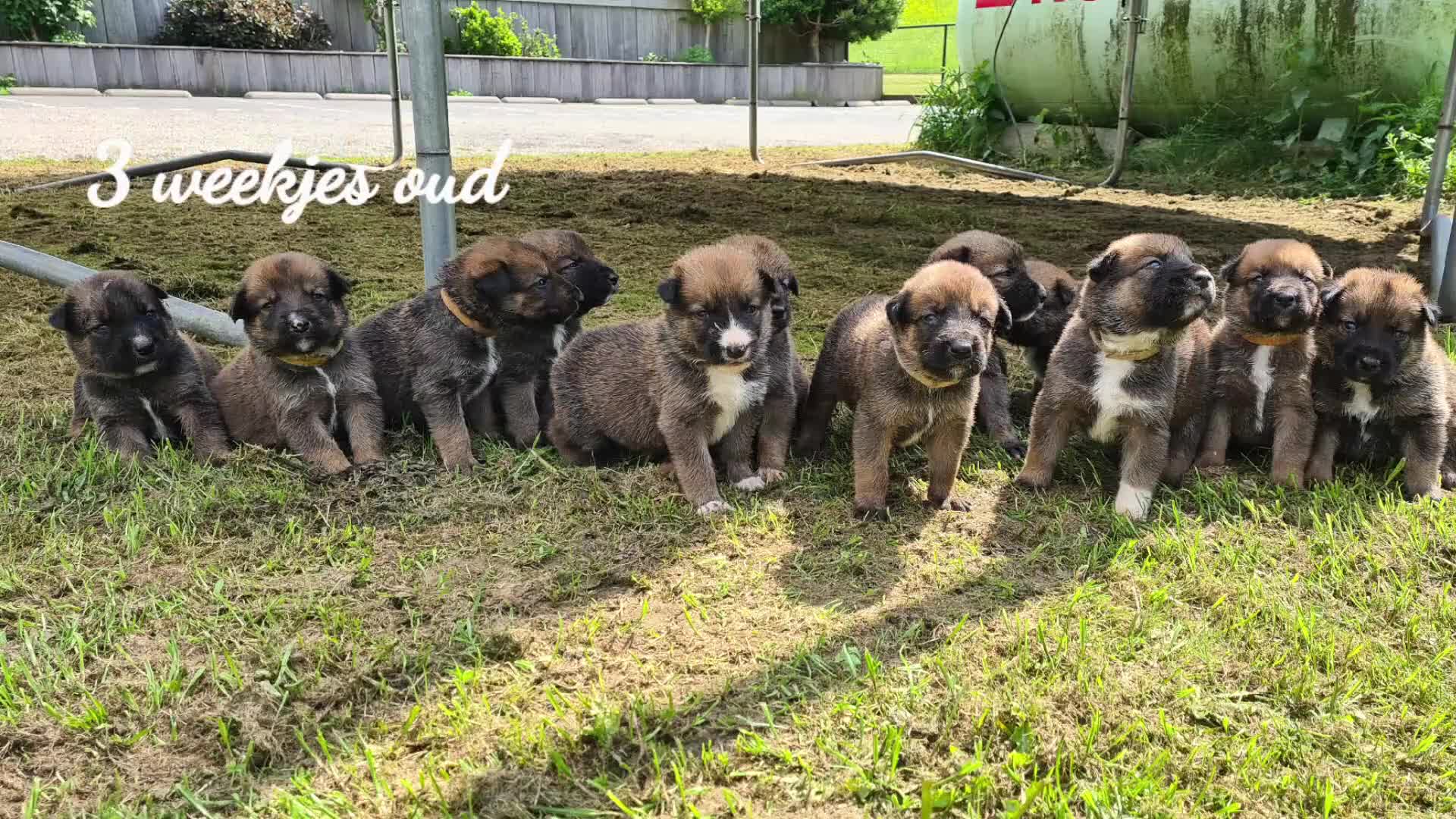 Kruising honden te koop: Heerlijke relaxed Border Collie x Mechelse Herder  - Video 2