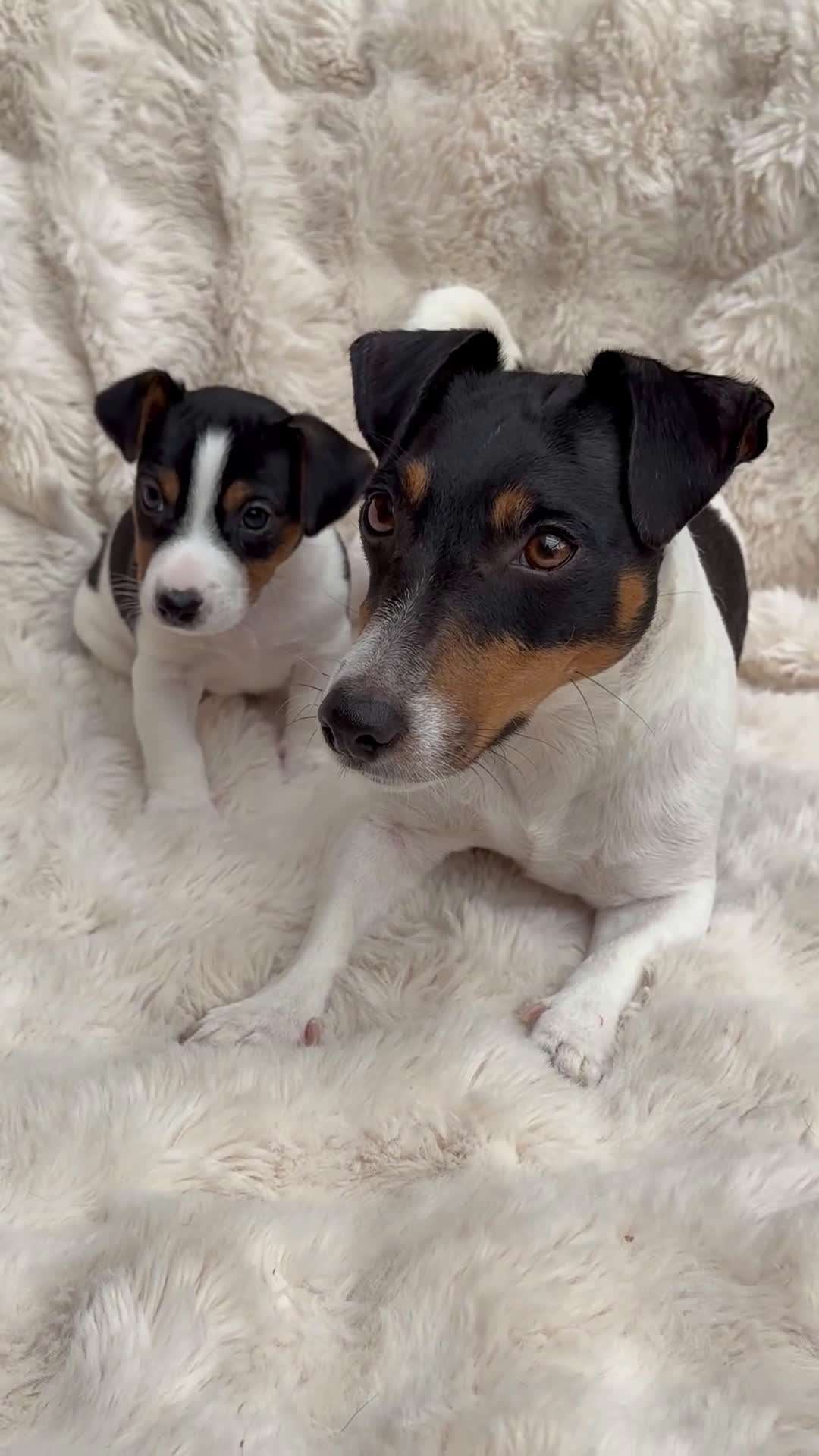 Jack Russel Terriër honden te koop: Jack Russell puppy´s te koop - Video 1