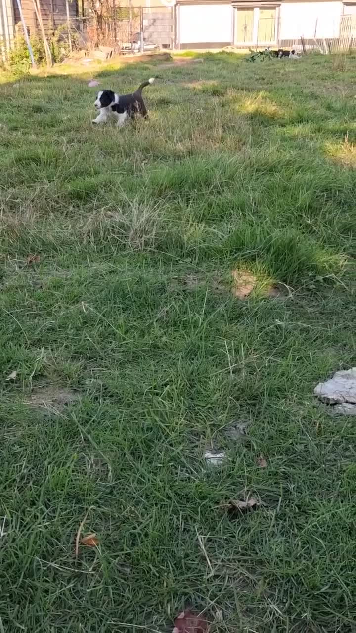 Border Collie honden te koop: Mooie, lieve en gesocialiseerde border collie - Video 1