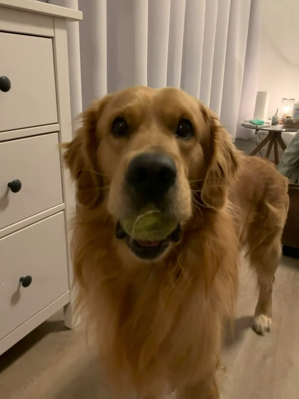 Golden Retriever honden te koop: Loving Golden Retriever (5) Seeking New Home - Video 1