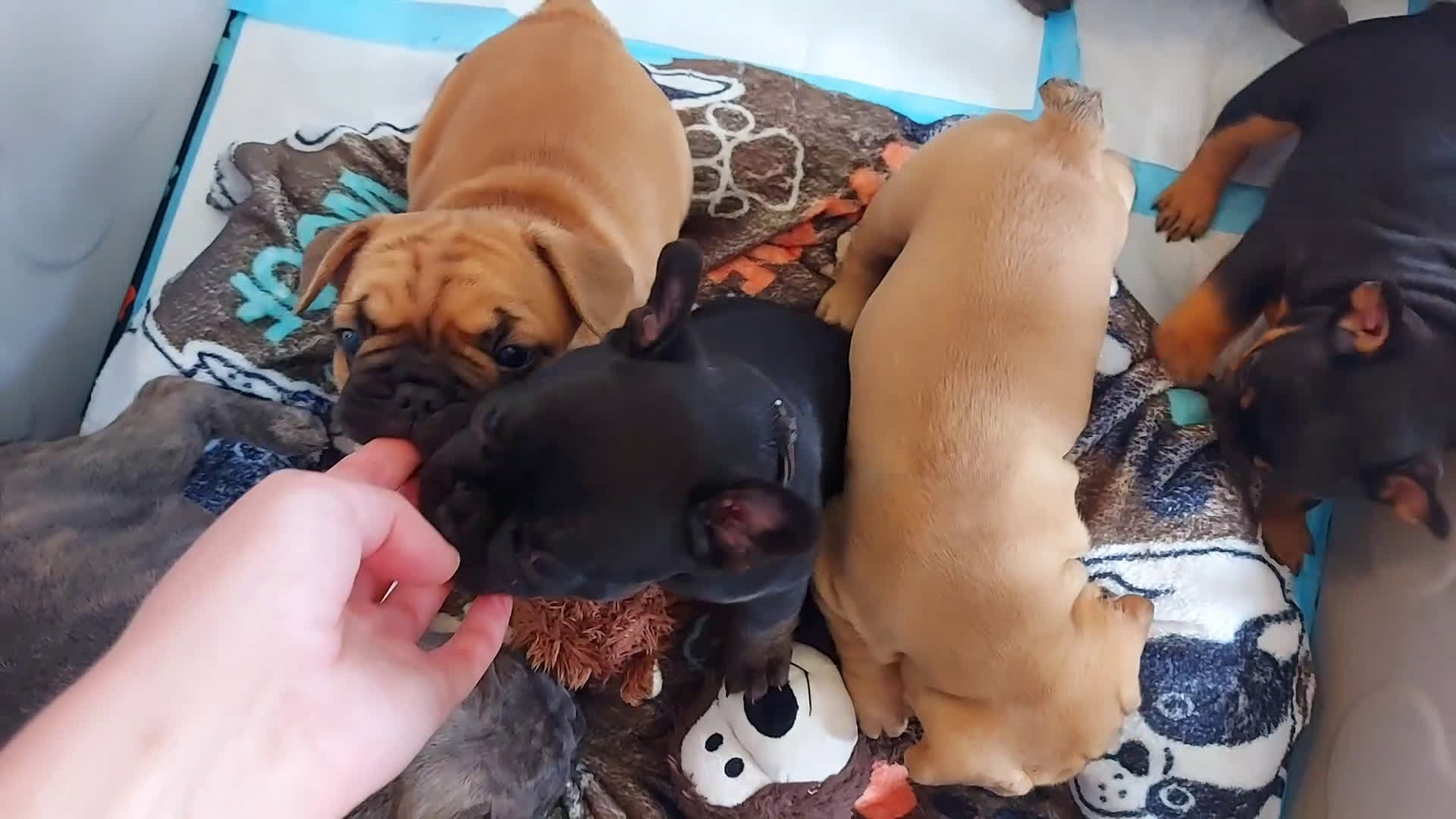 Franse Bulldog honden te koop: Prachtige Franse Bulldog pups met stamboom in Zoutleeuw - Video 4