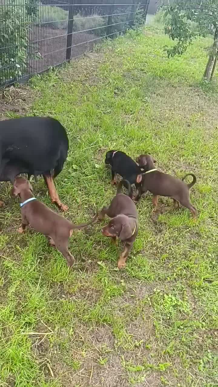 Dobermann honden te koop: 3 Dobermann pups  zoeken  een goud mandje   - Video 1