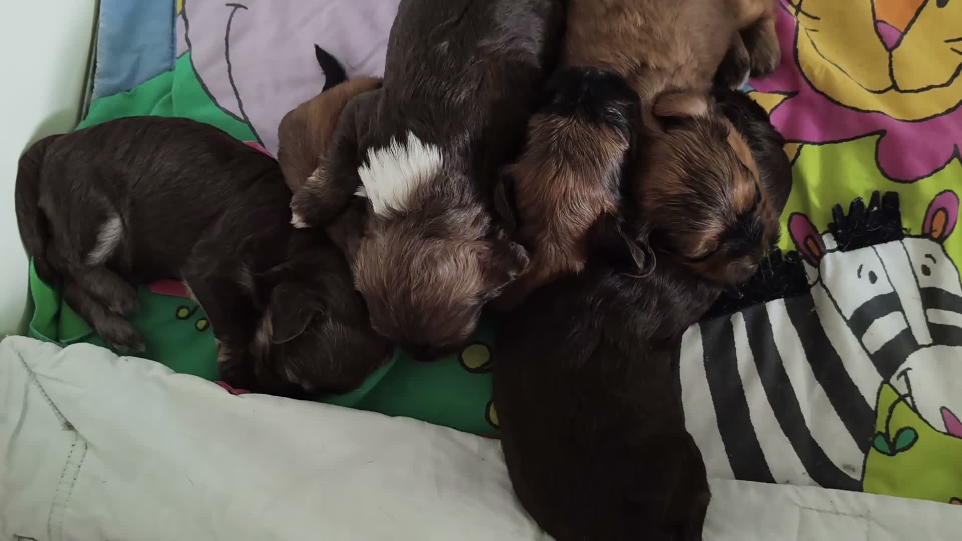 Havanezer honden te koop:  havanezerpups van geteste ouders met fci stamboom - Video 2