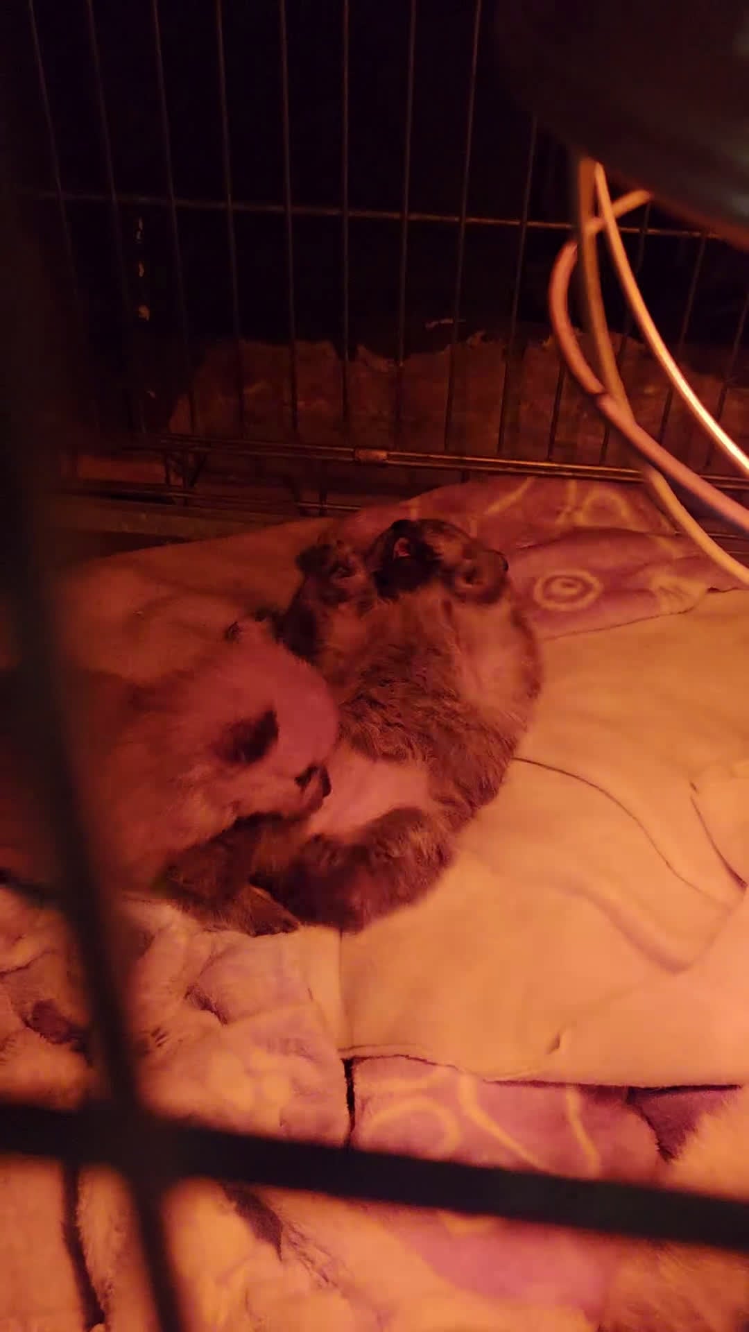 Pomeriaan honden te koop: Mooie pomeriaanpups te koop - Video 1