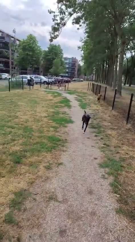Kruising honden te koop: Lieve Rumi zoekt een maatje 🐾  - Video 2