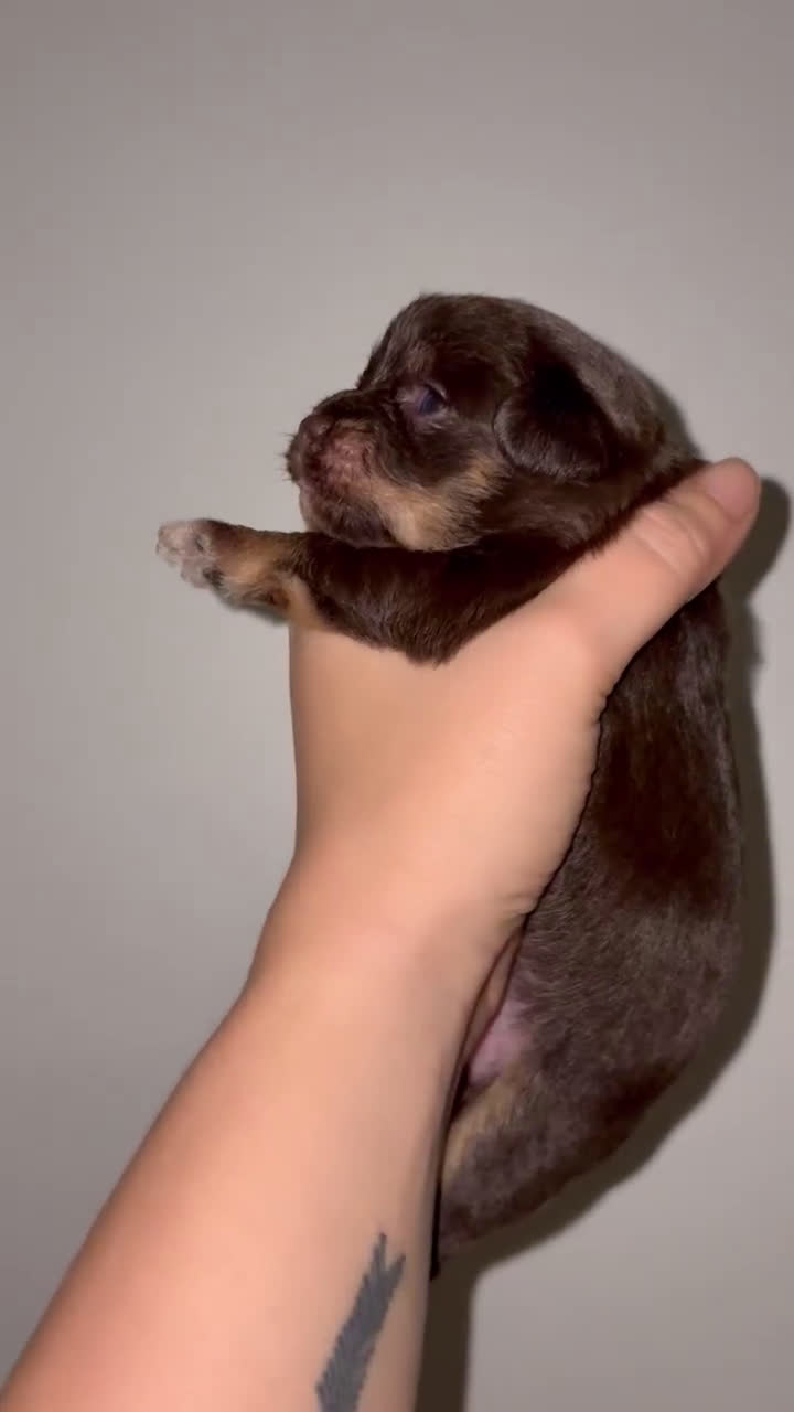 Kruising honden te koop: Jugapoo's België  - Video 1