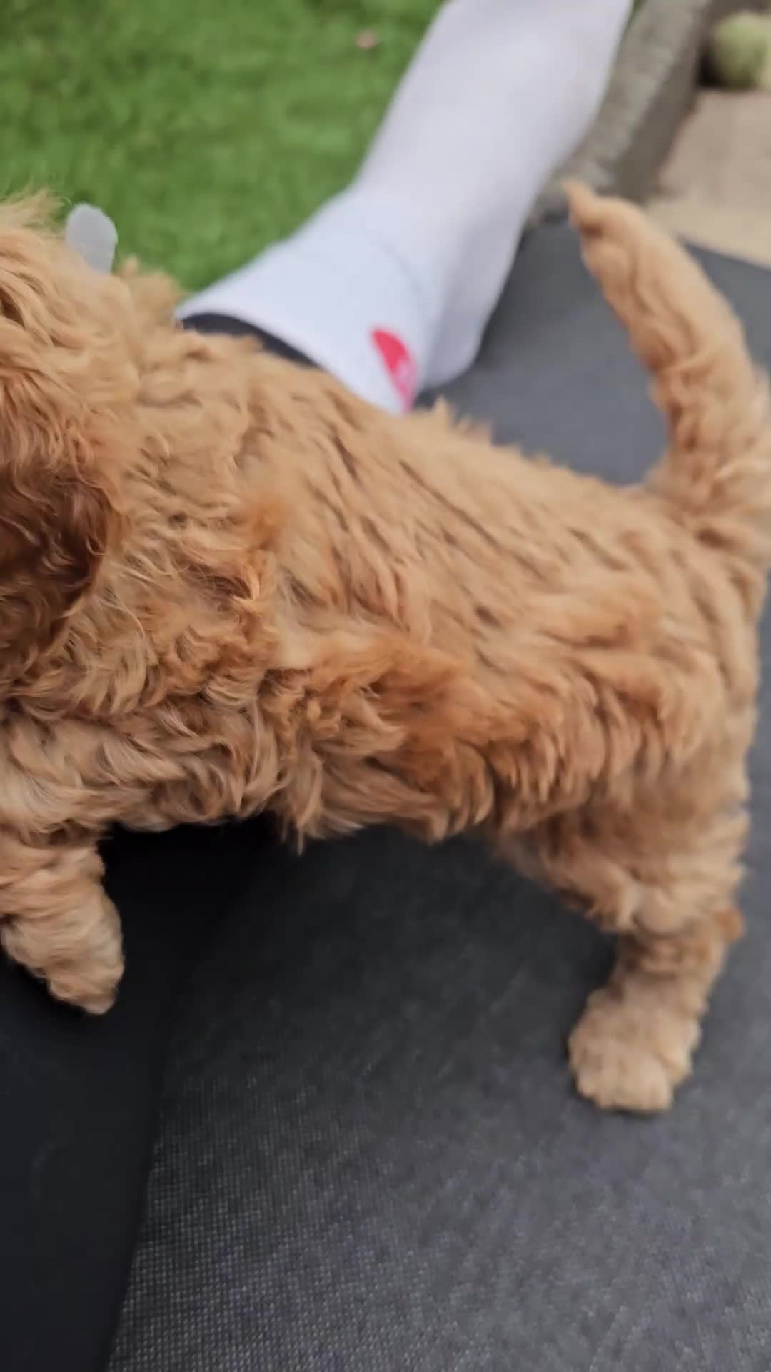 Cockapoo honden te koop: 💚 Cockapoo 💛 - Video 1