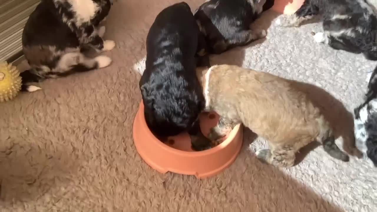 Bernedoodle honden te koop: unieke Bernedoodle pups - Video 3