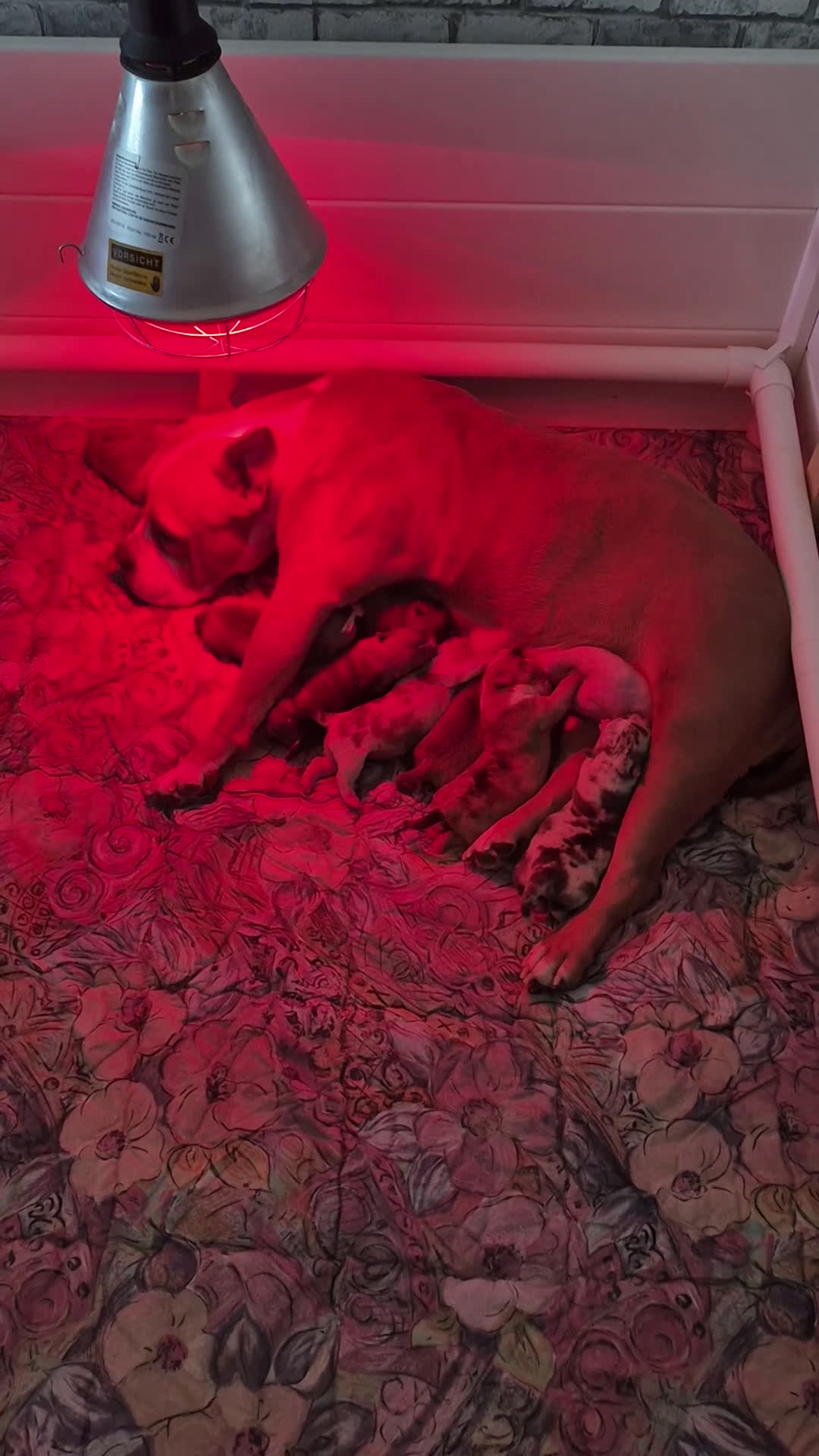 Amerikaanse Bully honden te koop: Pocket bullys  - Video 1