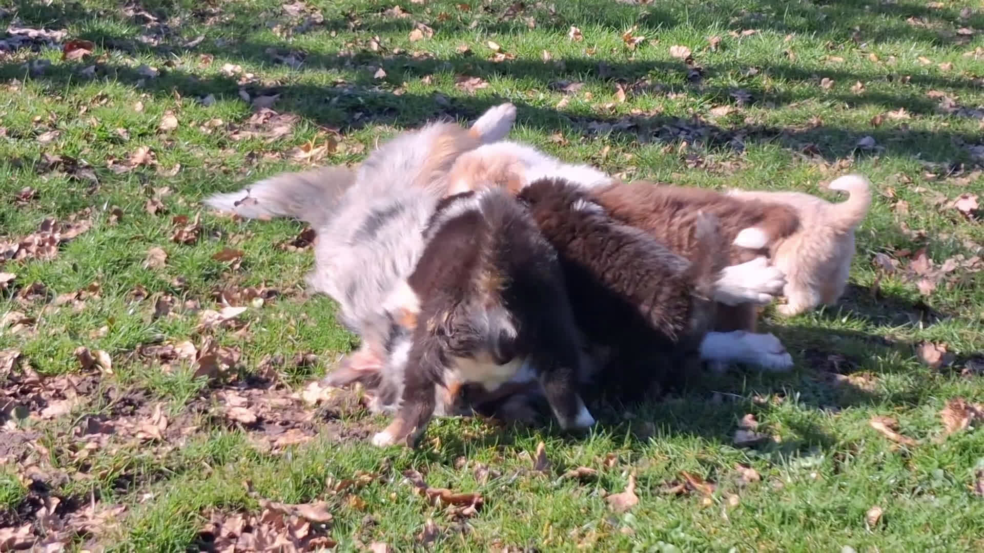 Australian Shepherd honden te koop: Australische Herder pups, goede socialisatie! - Video 2