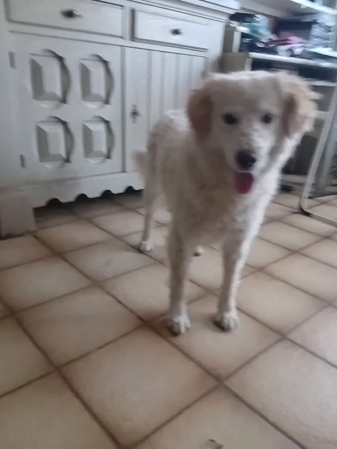 Kruising honden te koop: Deze italiaanse zusjes zoeken baasjes - Video 2