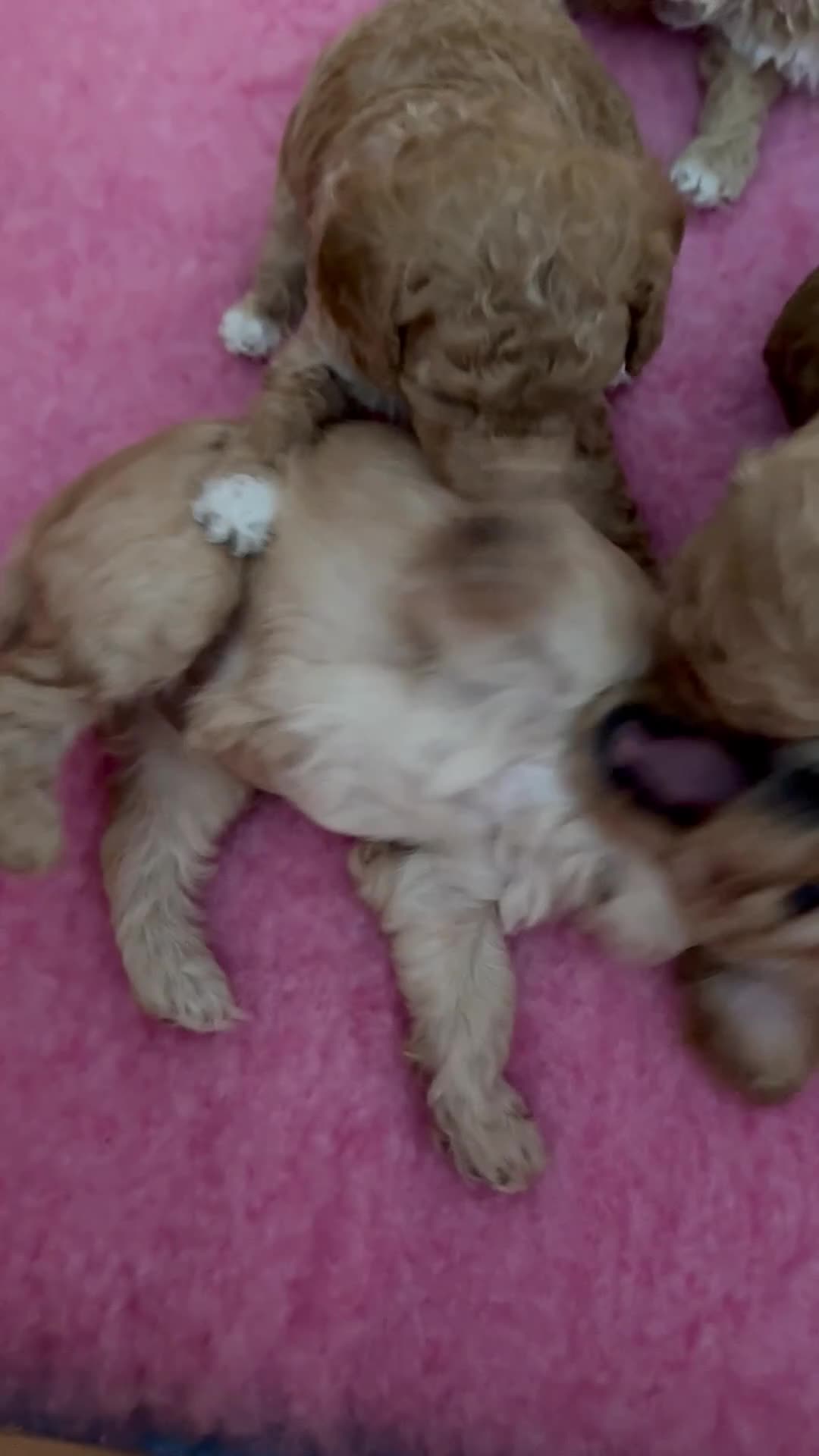 Cockapoo honden te koop: Dwerg poedel x Cockapoo - Video 1