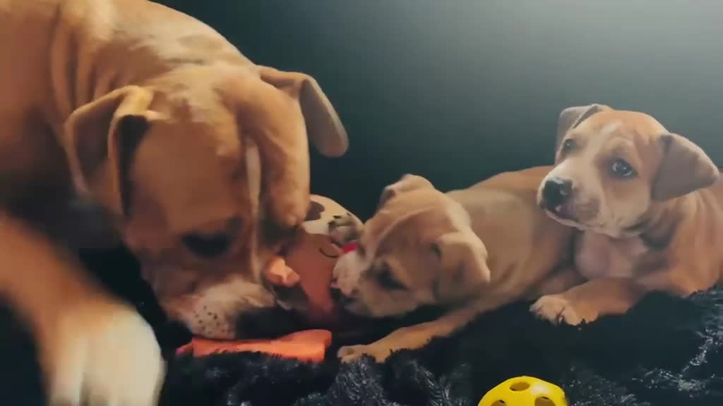 American Staffordshire Terriër honden te koop: Amerikaanse stafford  - Video 1