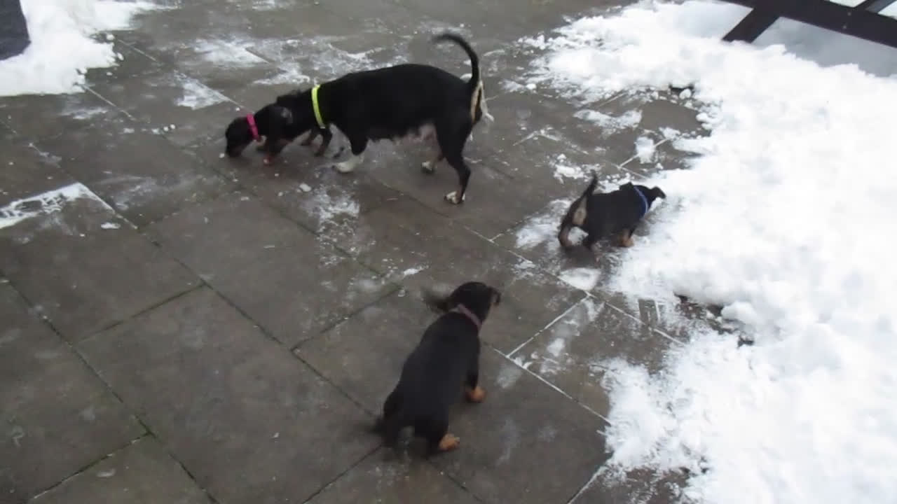Jack Russel Terriër honden te koop: Jack  russel pups zoeken lief huis! nog 4 pups! - Video 2