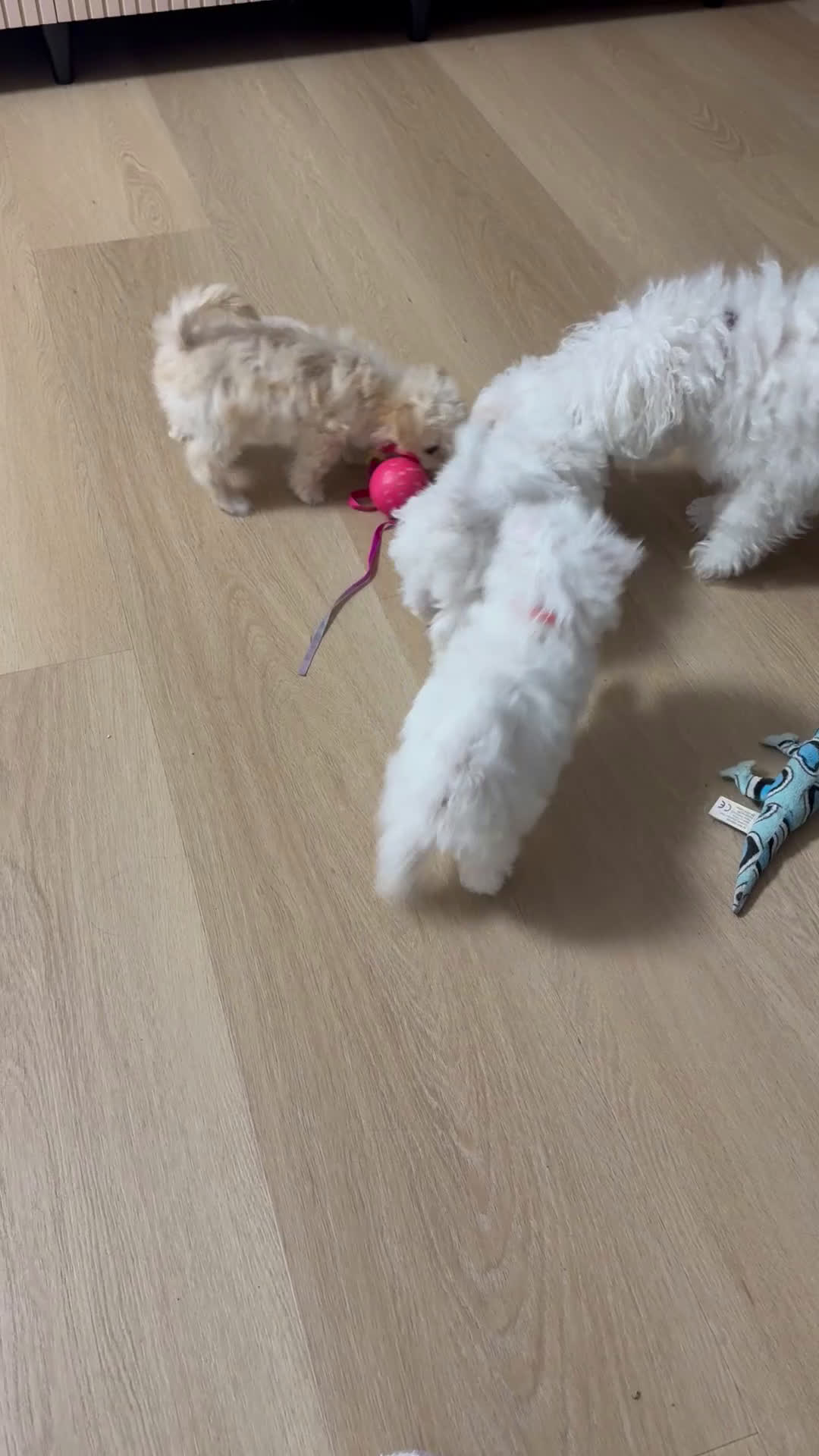 Maltipoo honden te koop: Nog 1 Pluizige pup Maltezer kruising zoekt baasje - Video 2