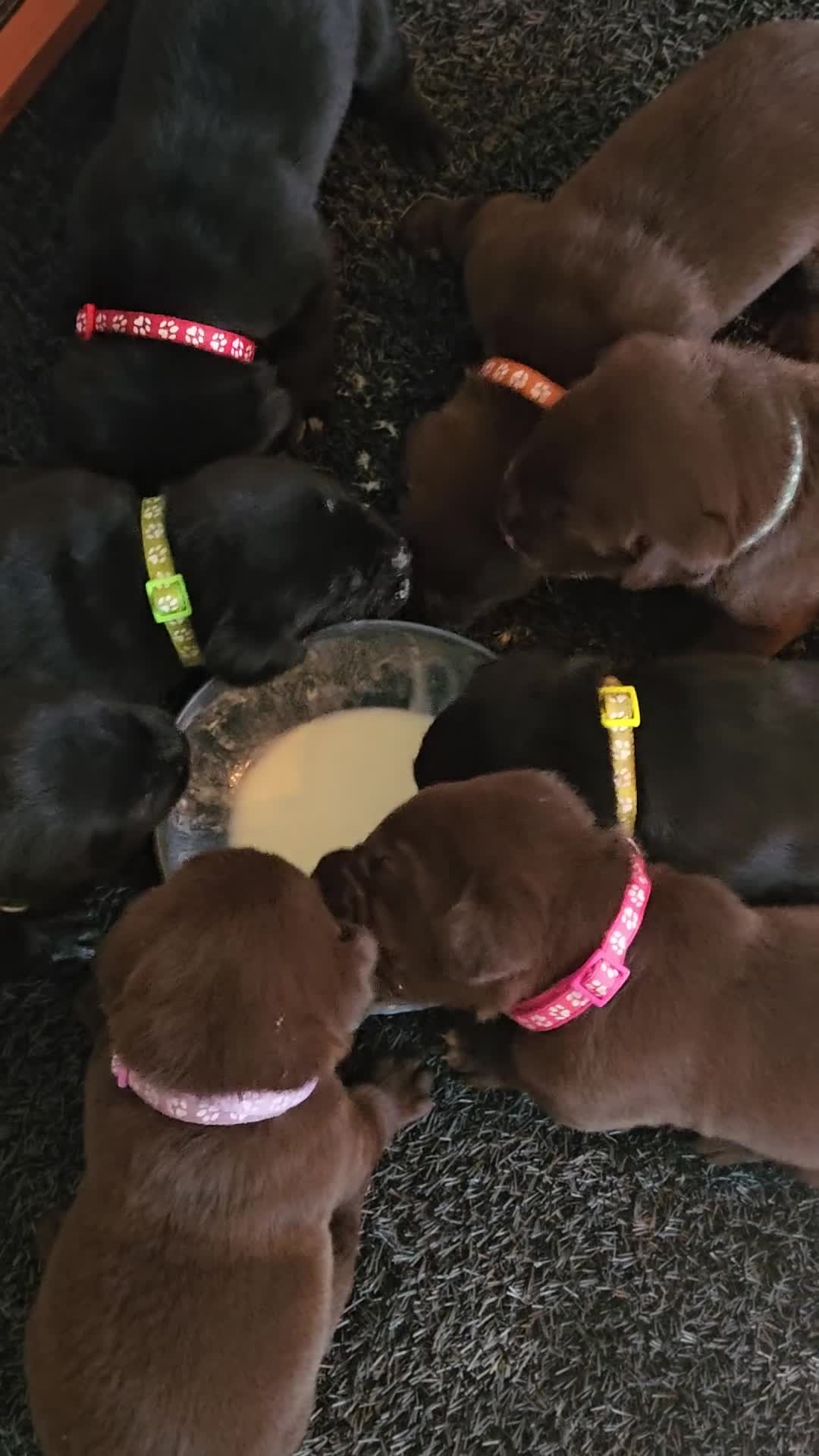 Labrador Retriever honden te koop: Prachtige labrador pups - Video 2