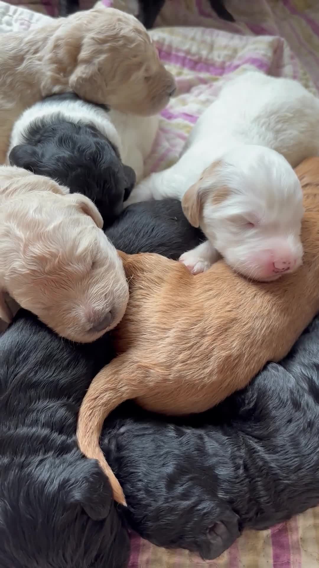 Labradoodle honden te koop: Labradoodle / 'Dubbel Doodle' pups geboren! - Video 1
