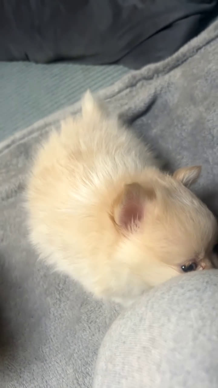 Pomchi honden te koop: 2 mooi pomchi’s te koop( mannelijke  - Video 5