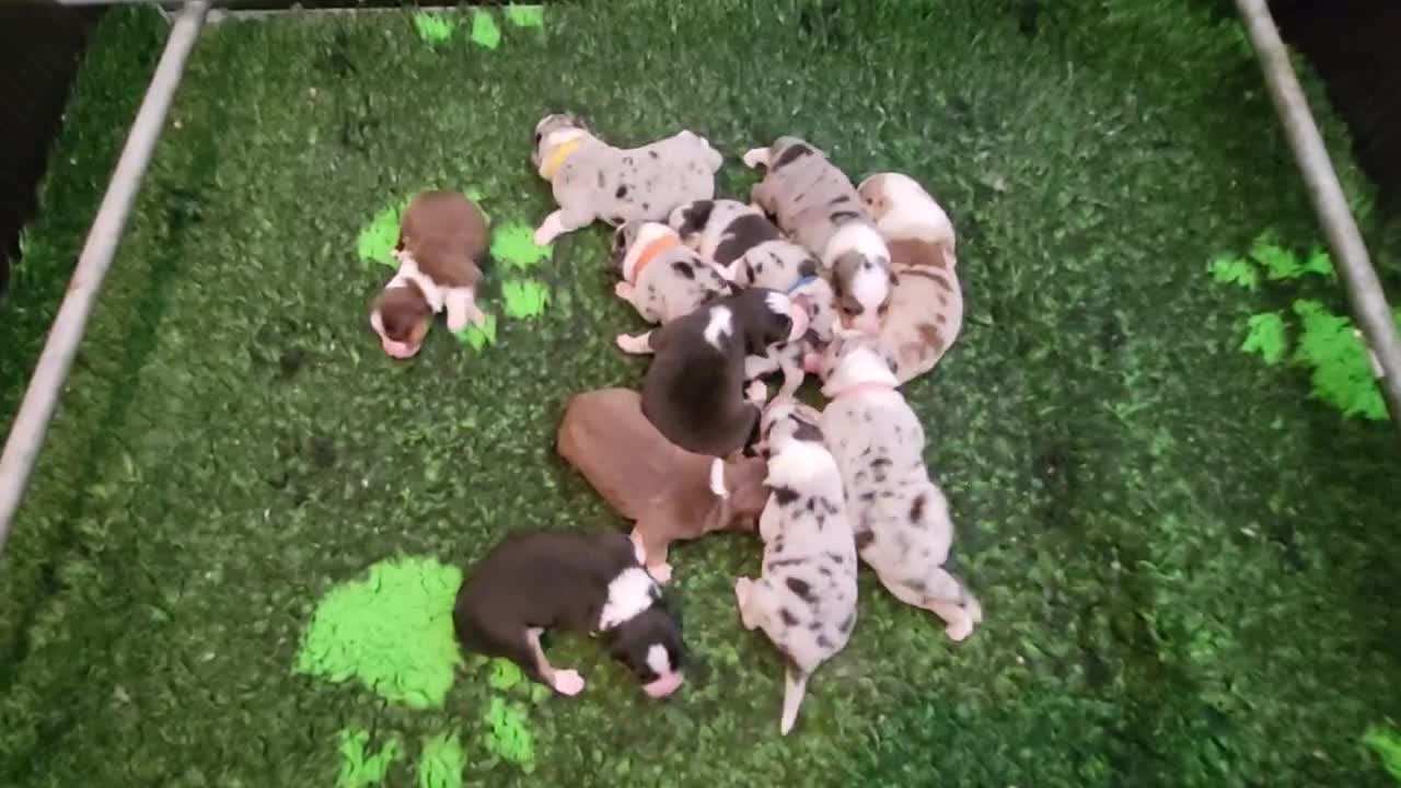 Australian Shepherd honden te koop: Australian Shepherds met FCI stamboom - Video 2
