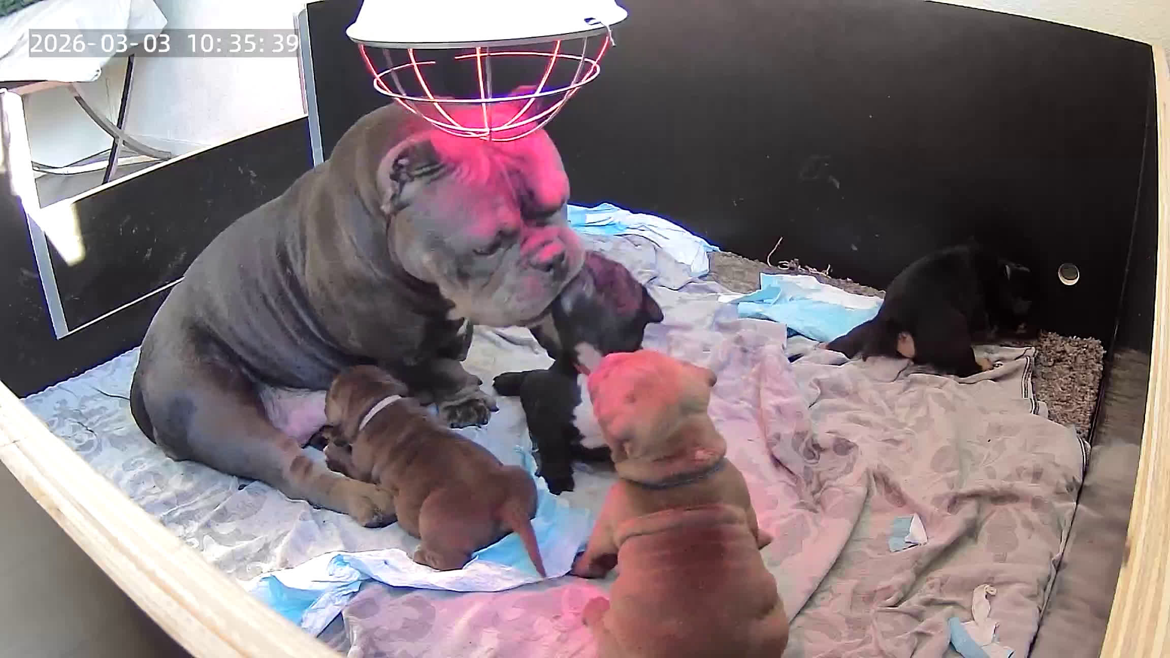 Amerikaanse Bully honden te koop: ABKC exotic Bully  - Video 1