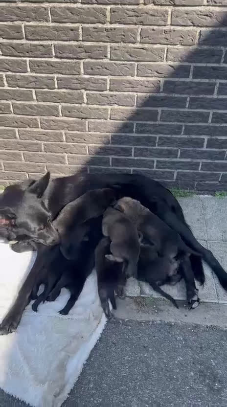 Mechelse Herder honden te koop: Pups van Mechelse en Siberische helders - Video 1