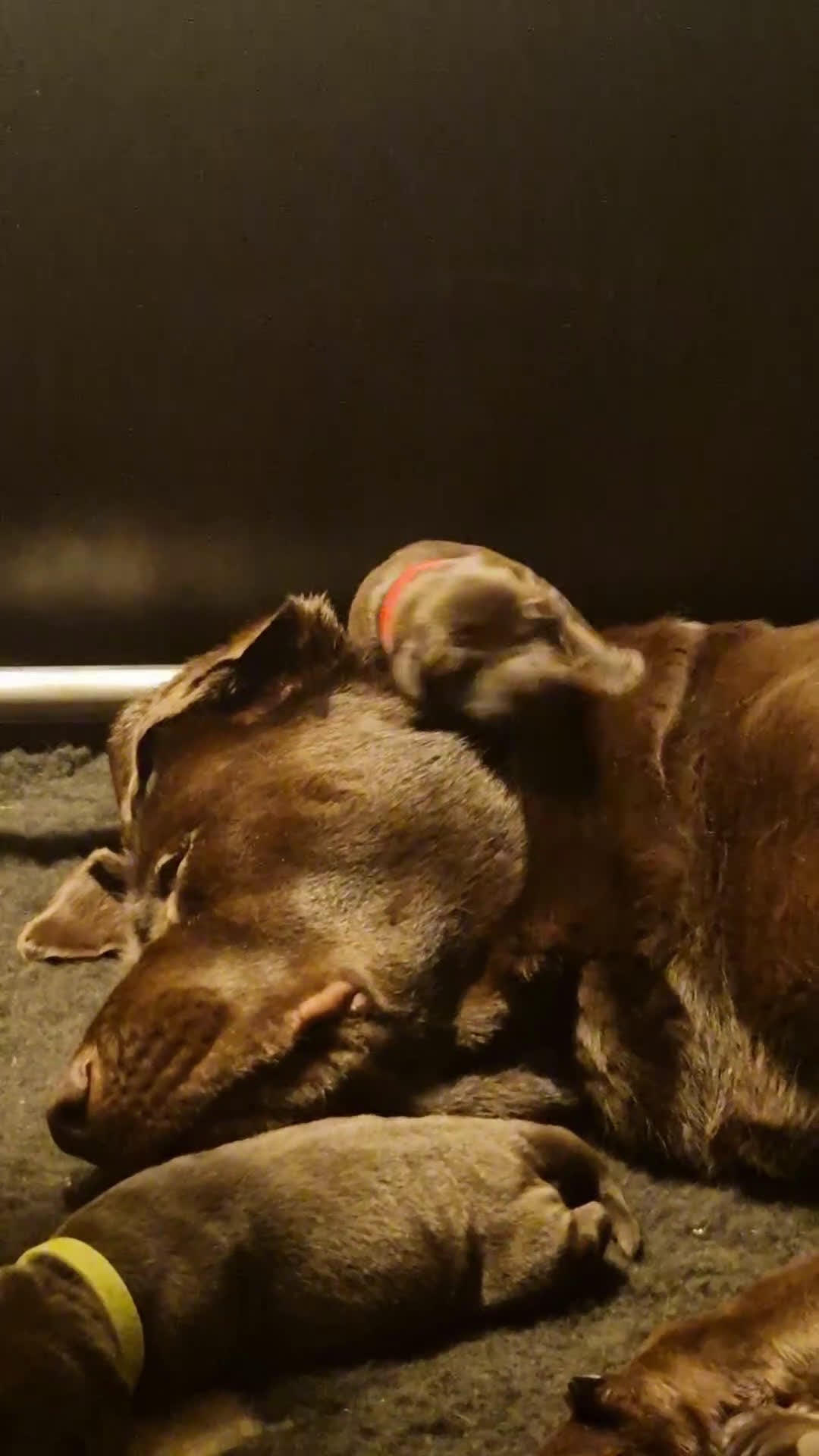 Labrador Retriever honden te koop: Nog 1 bruine labrador reu met stamboom beschikbaar - Video 1