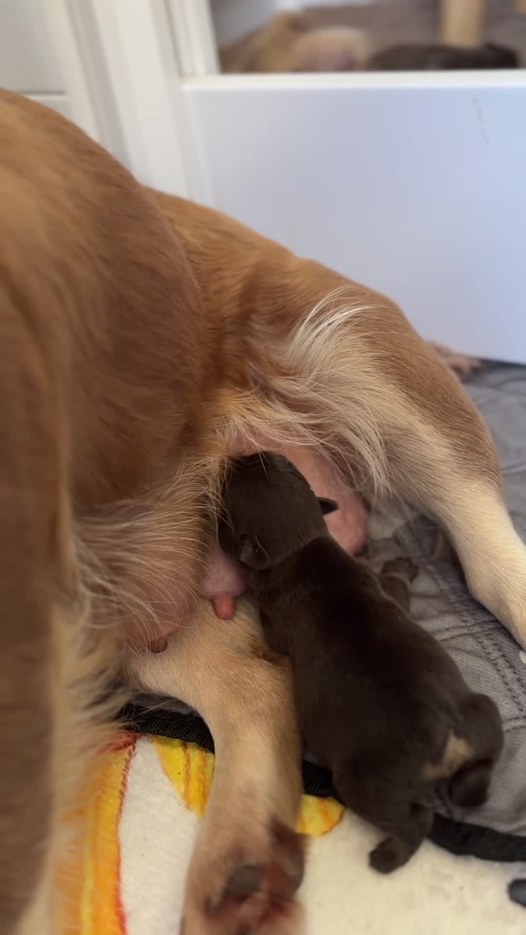 Franse Bulldog honden te koop: Mooie Franse bulldog pups  - Video 1