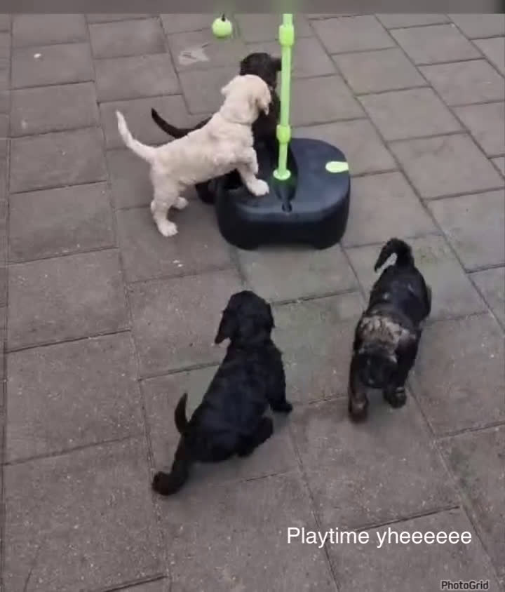 Kruising honden te koop: Nog 1 Zwarte Doubledoodle Goldendoodle/labradoodl  - Video 1