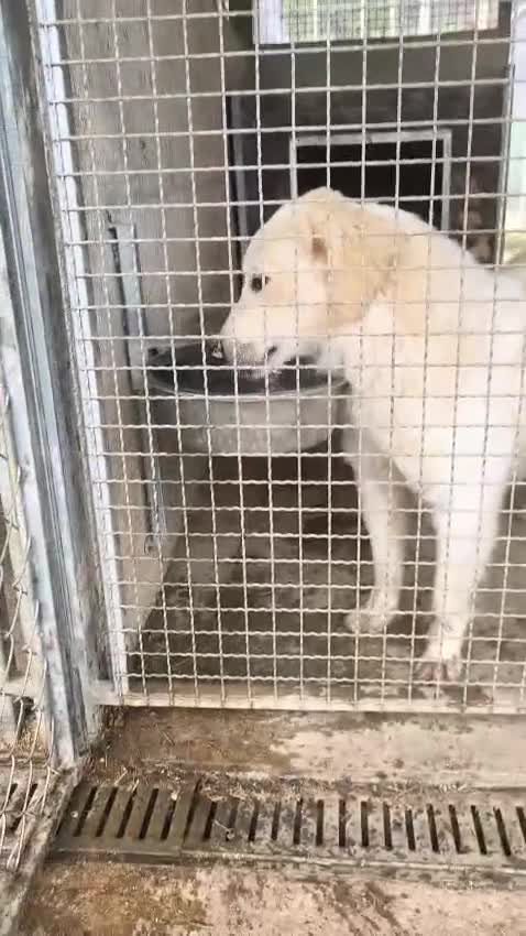 Golden Retriever honden ter dekking: Aron zoekt baasje - Video 2