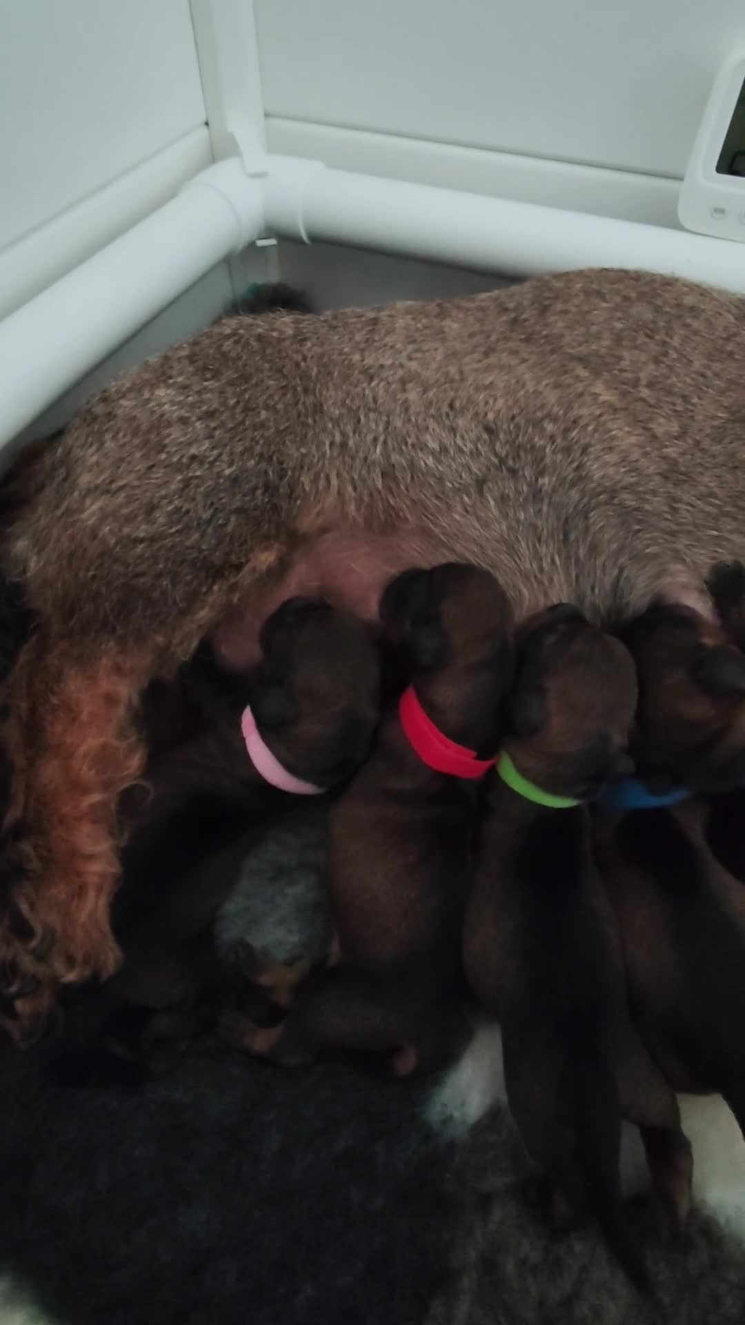 Ruwhaar Teckel honden te koop: Prachtige lieve ruwharige standaard teckel pups - Video 1