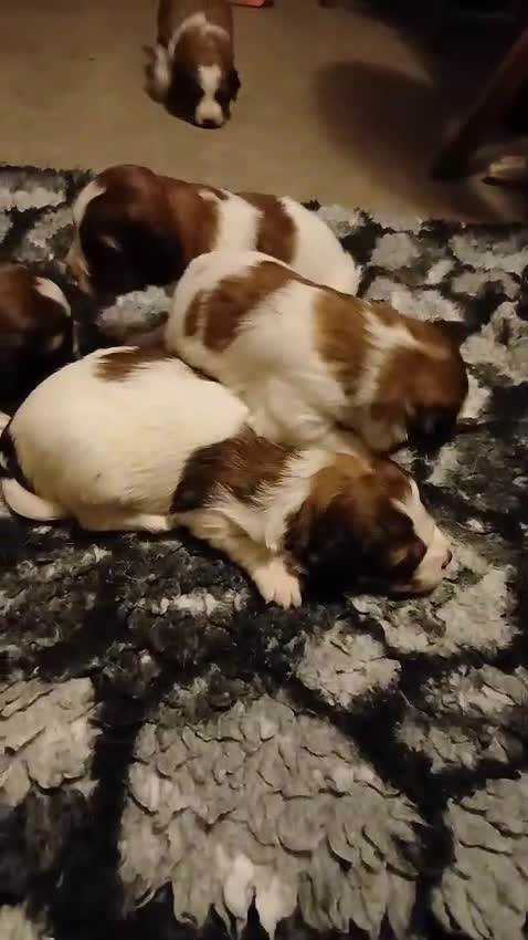 Kooikerhondje honden te koop: Kooiker pup reutje  - Video 4