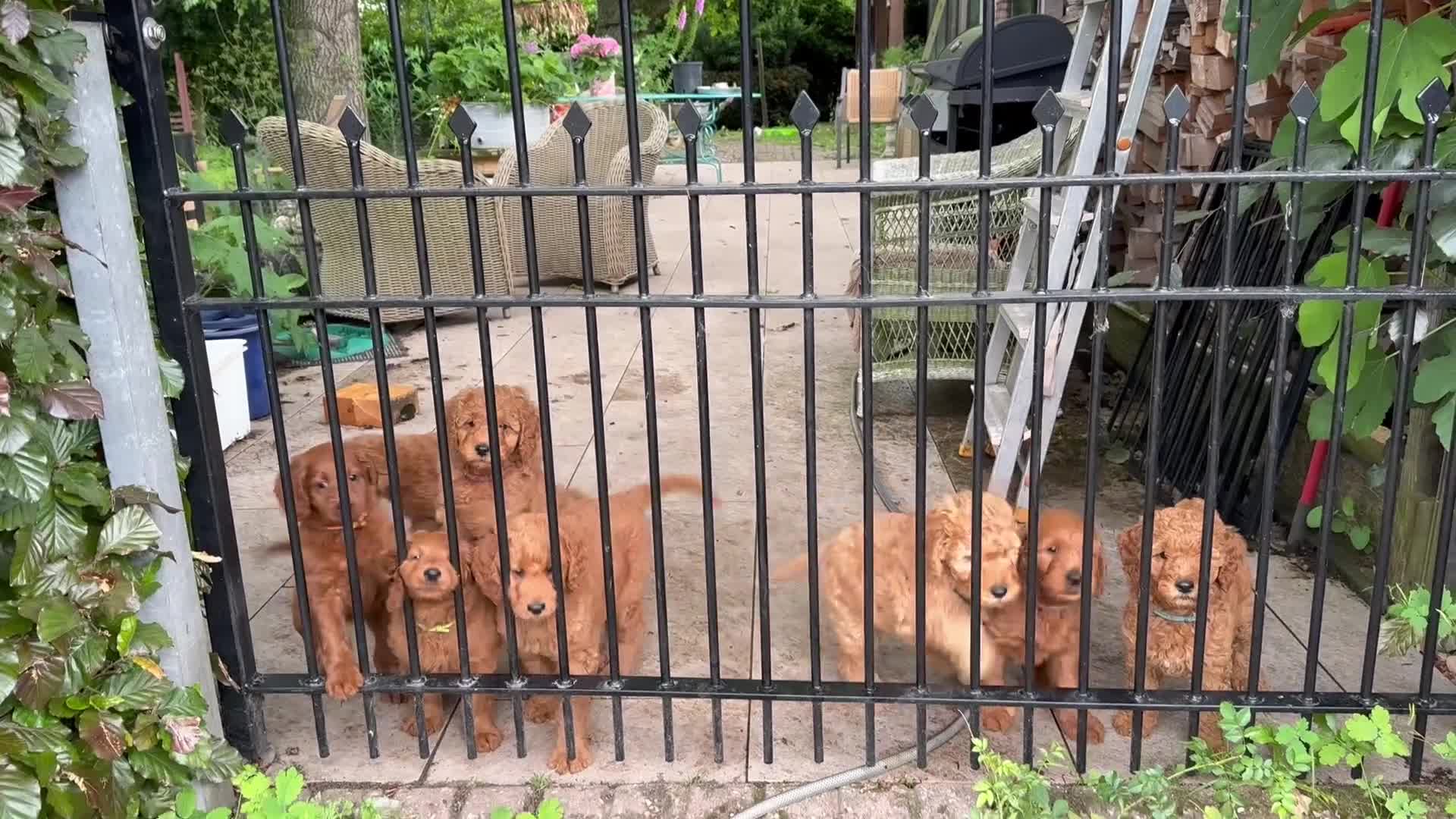 Australian Labradoodle honden te koop: Prachtig nest labradoodles (medium) - Video 2