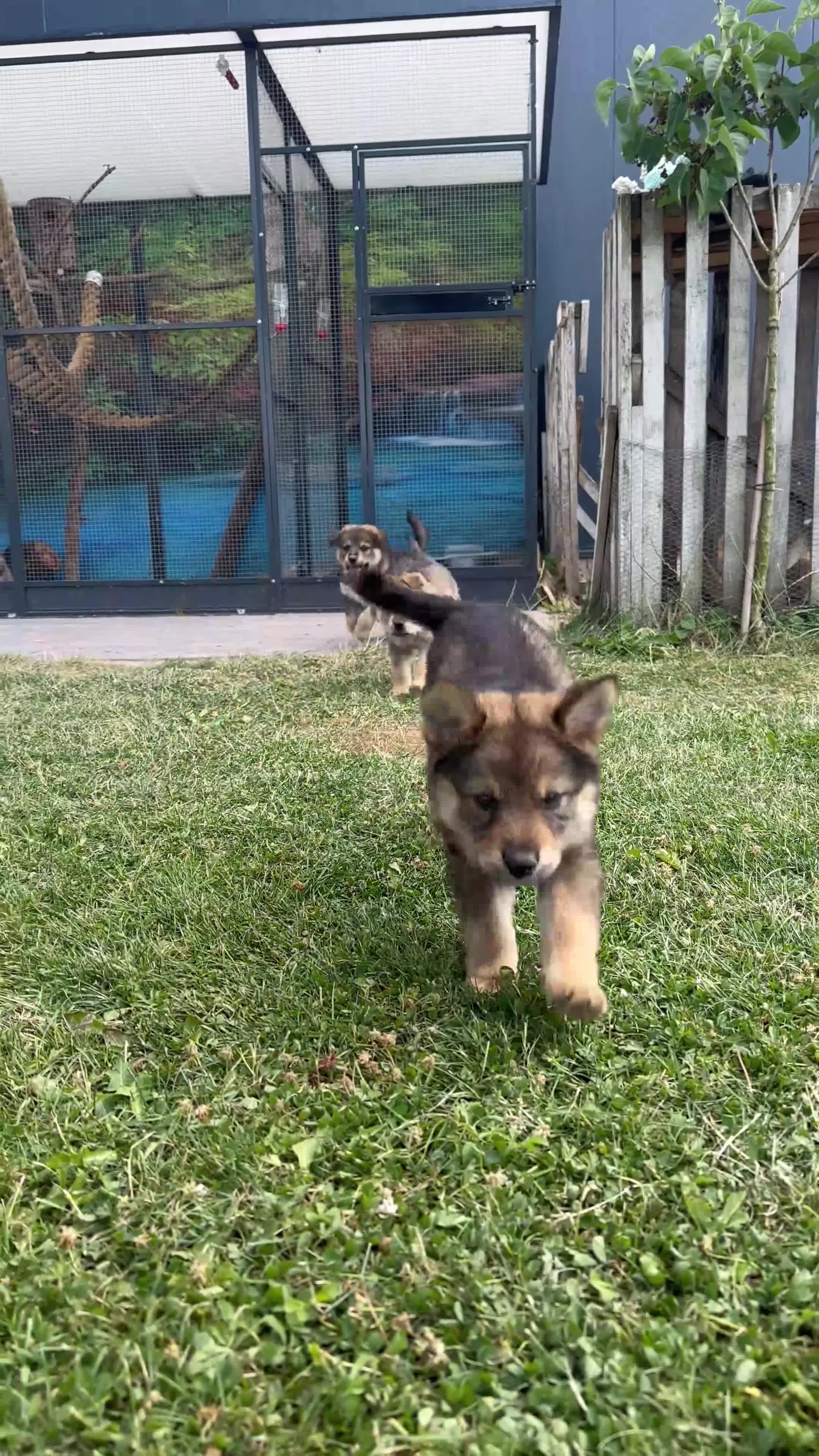 Kruising honden te koop: Pup Eurasiër / Herdermix - Video 1