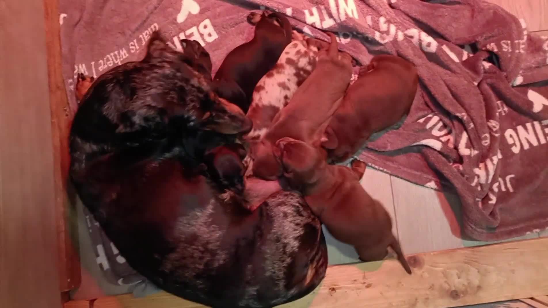 Teckel (korthaar)  honden te koop:  Prachtige standaard korthaar teckels pups  - Video 1